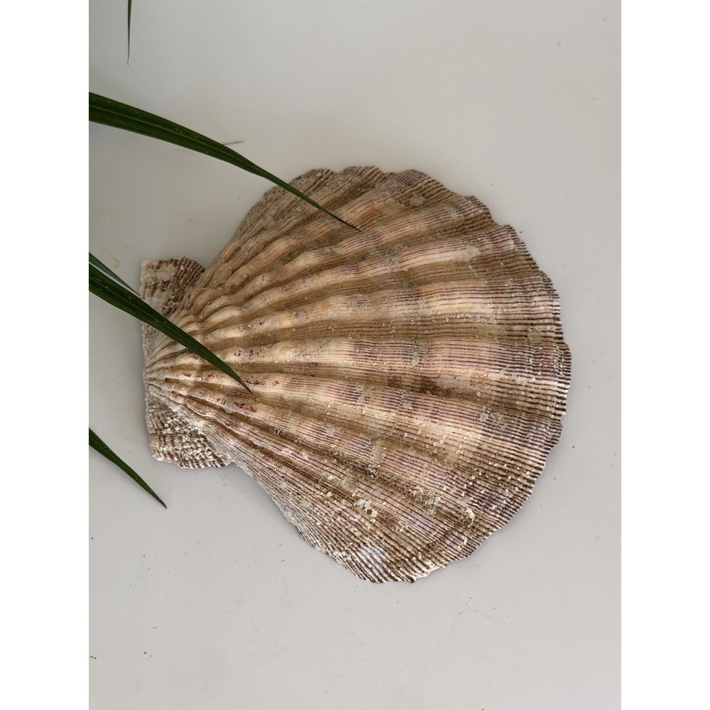 Large 5.5" Deep Scallop Shell Purple Sea Shell Coastal Beach Craft Dish Bowl